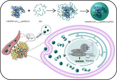 CRISPR/Cas9-3NLS/sgHMGA2@PDA nanosystem is the potential efficient gene editing therapy for gastric cancer with HMGA2 high expression